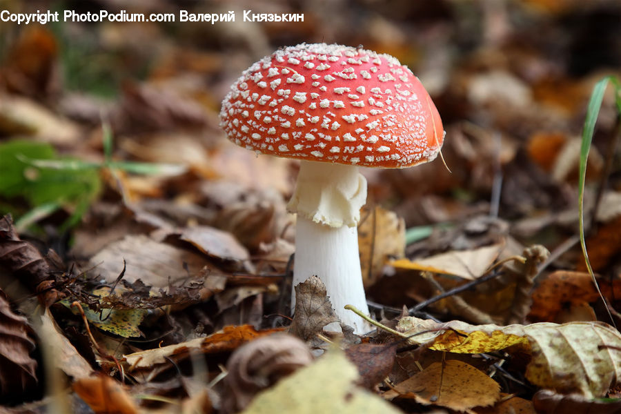 Agaric, Amanita, Fungus, Mushroom, Plant, Outdoors, Blossom