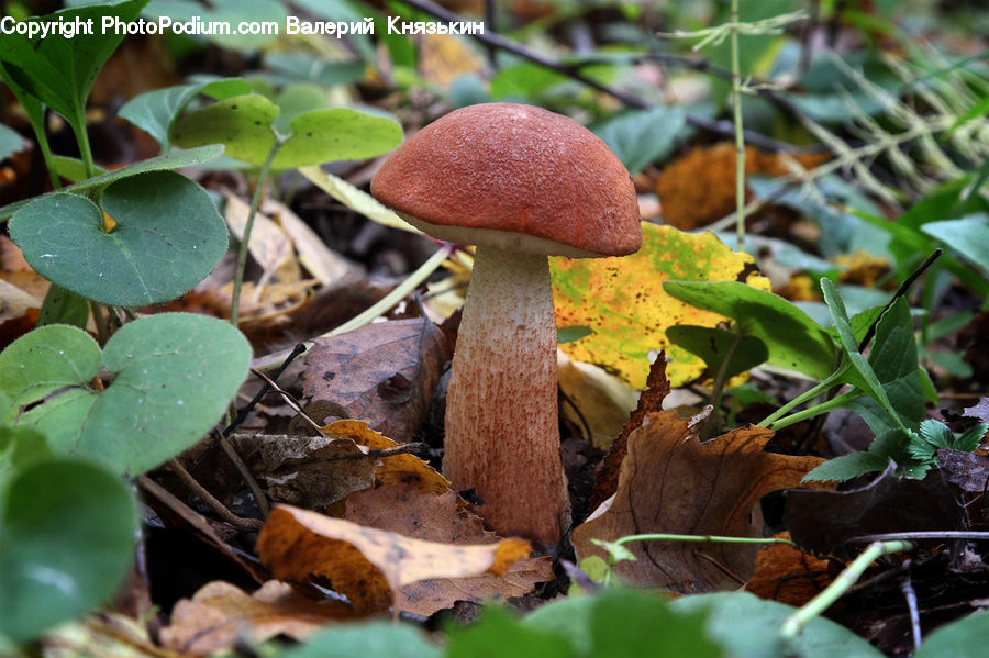 Agaric, Amanita, Fungus, Mushroom, Plant, Ivy, Vine