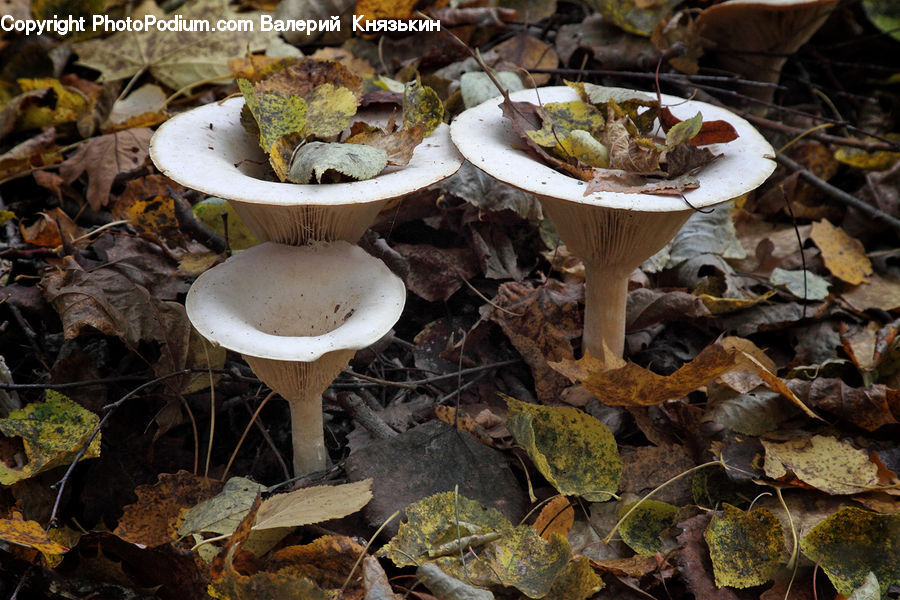 Agaric, Amanita, Fungus, Mushroom, Plant, Ivy, Vine