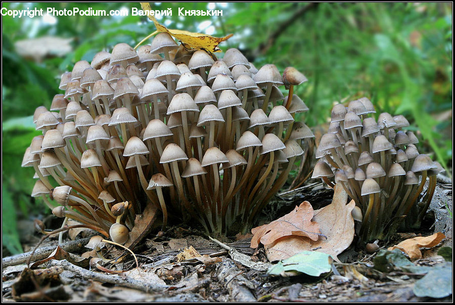 Agaric, Amanita, Fungus, Mushroom, Plant, Conifer, Fir