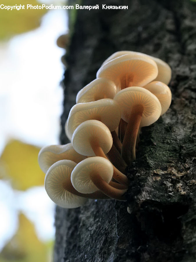 Agaric, Amanita, Fungus, Mushroom, Plant