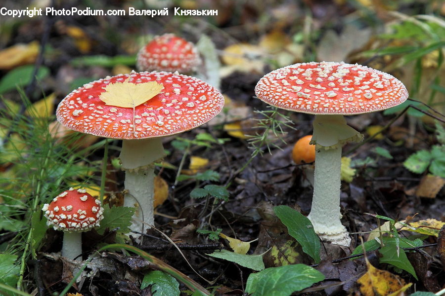 Agaric, Amanita, Fungus, Mushroom, Plant, Ivy, Vine