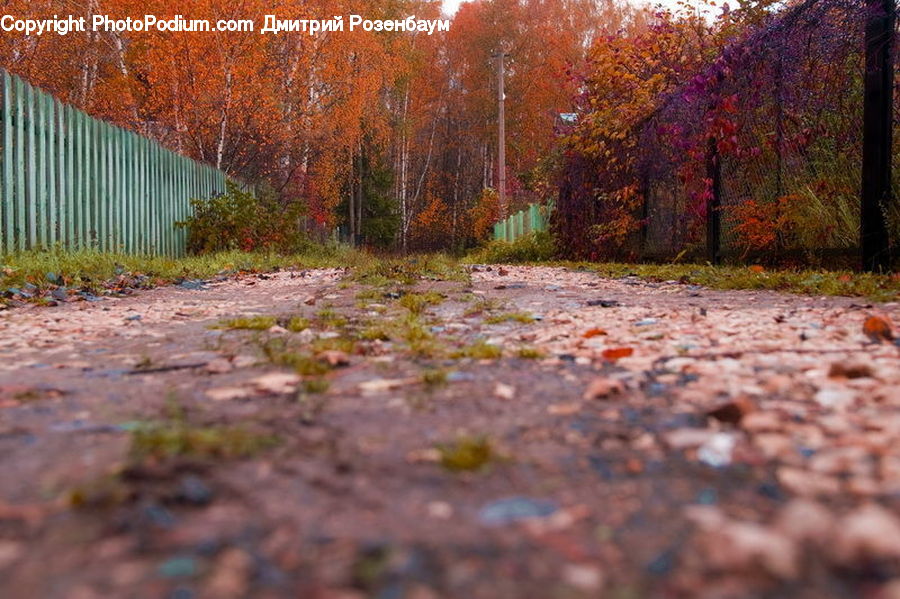 Dirt Road, Gravel, Road, Forest, Vegetation, Plant, Tree