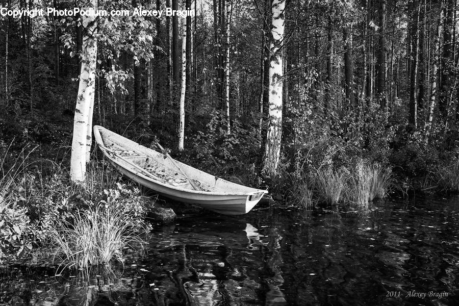 Boat, Rowboat, Vessel, Forest, Vegetation, Canoe, Jungle