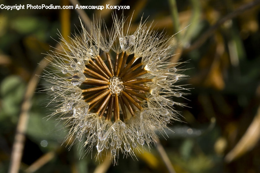 Dandelion, Flower, Plant, Asteraceae, Blossom, Flora