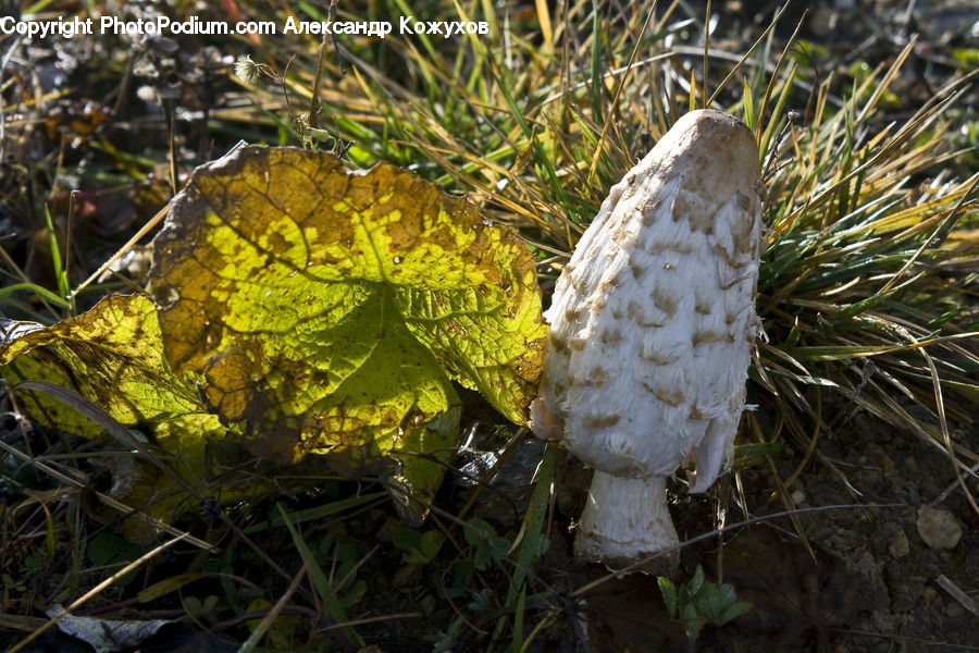 Agaric, Amanita, Fungus, Mushroom, Plant, Vine, Conifer