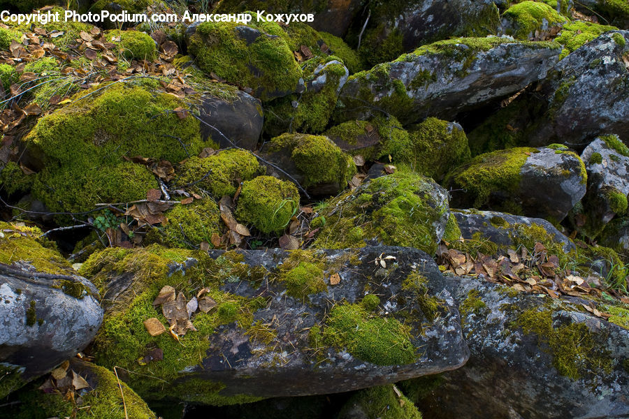 Moss, Plant, Rock, Bush, Vegetation, Creek, Outdoors