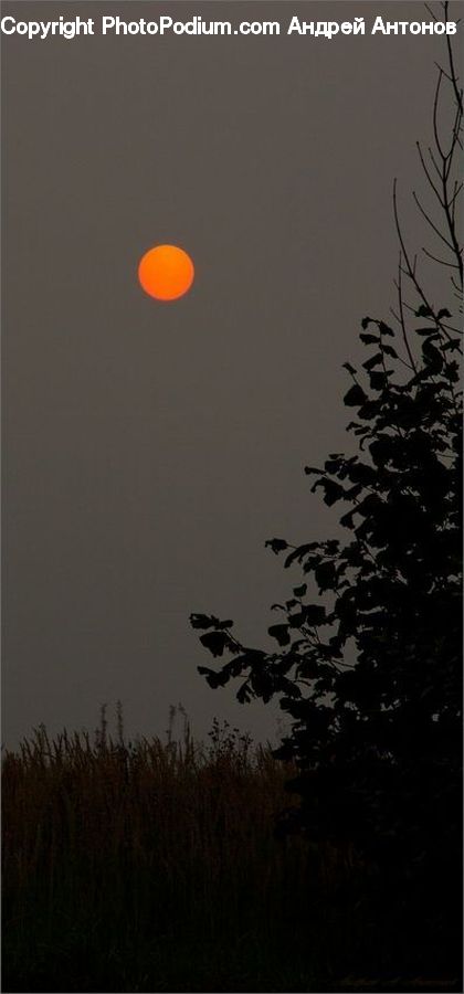 Astronomy, Moon, Night, Outdoors, Space, Silhouette, Plant