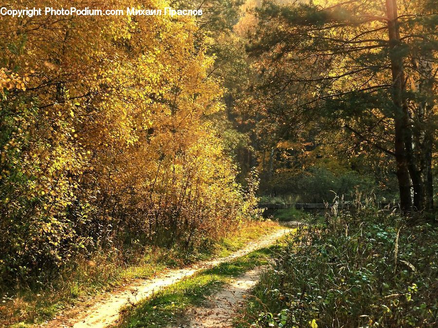 Dirt Road, Gravel, Road, Forest, Grove, Land, Vegetation