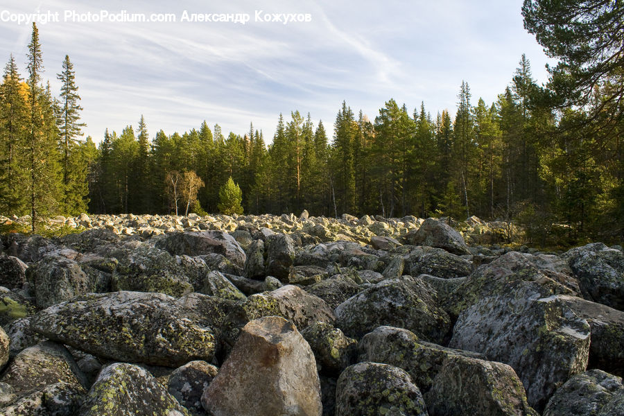 Rock, Conifer, Fir, Plant, Tree, Forest, Vegetation