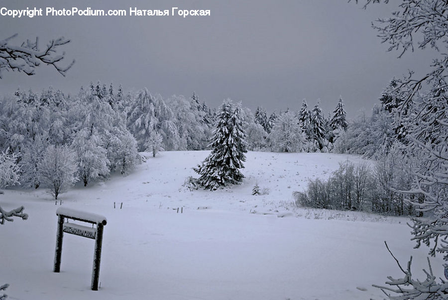 Ice, Outdoors, Snow, Bench, Frost, Conifer, Fir