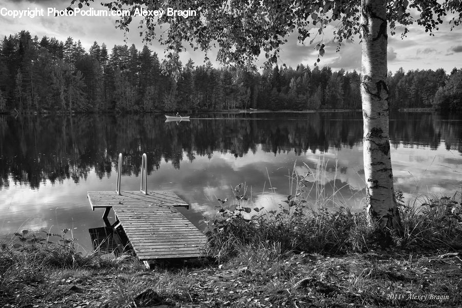 Grass, Plant, Reed, Bench, Forest, Vegetation, Birch