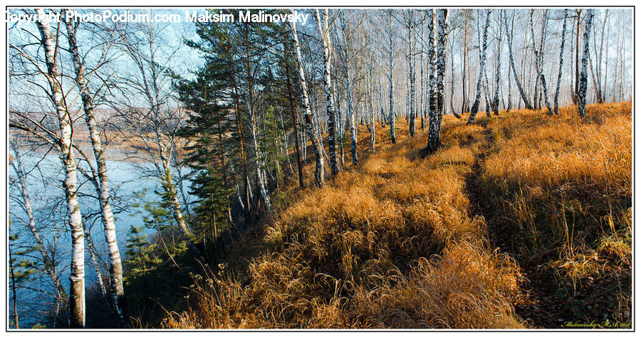 Birch, Tree, Wood, Conifer, Fir, Plant, Larch