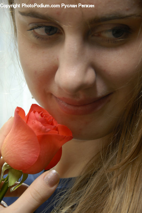 People, Person, Human, Blossom, Flower, Plant, Rose