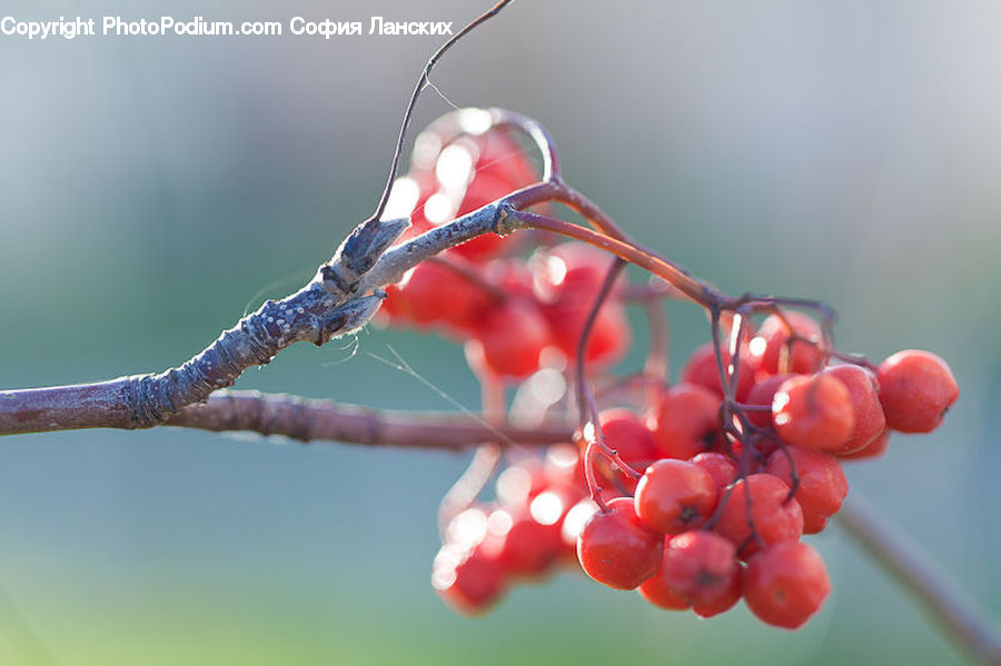 Cherry, Fruit, Grapes, Head, Portrait, Blossom, Flora