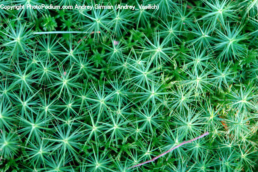 Dill, Plant, Field, Grass, Grassland, Blossom, Flora