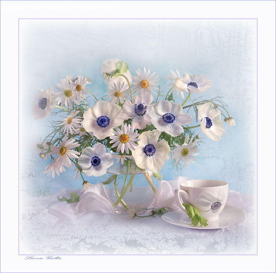 Anemone, Blossom, Flower, Plant, Porcelain, Saucer, Cup