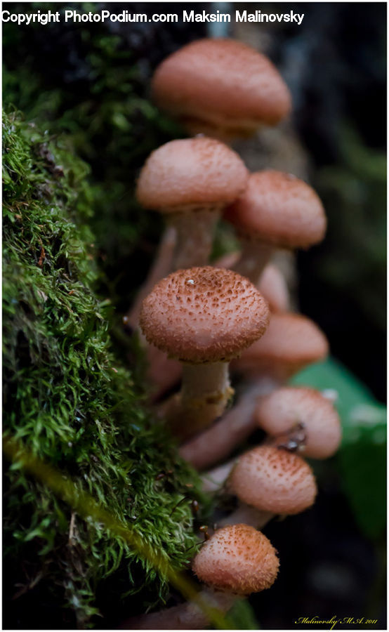 Agaric, Amanita, Fungus, Mushroom, Plant, Moss, Conifer