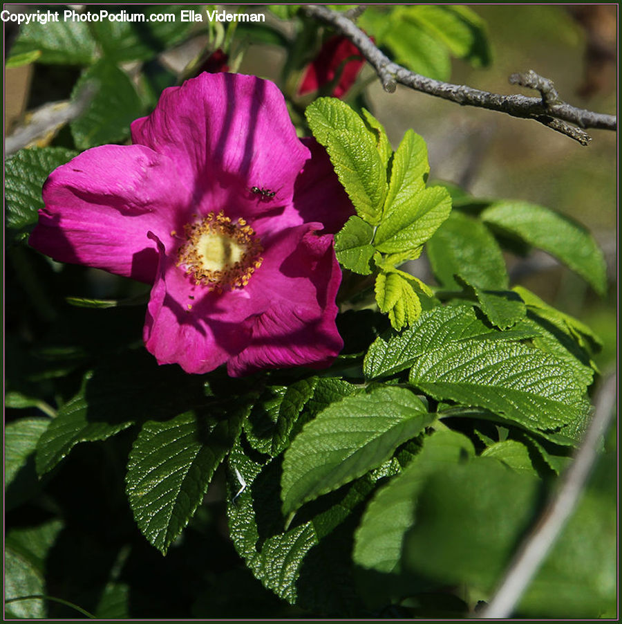 People, Person, Human, Blossom, Flora, Flower, Geranium