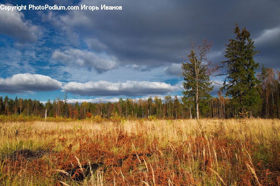 Conifer, Fir, Plant, Tree, Field, Grass, Grassland