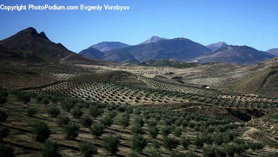 Countryside, Farm, Field, Vineyard, Mountain, Outdoors, Valley