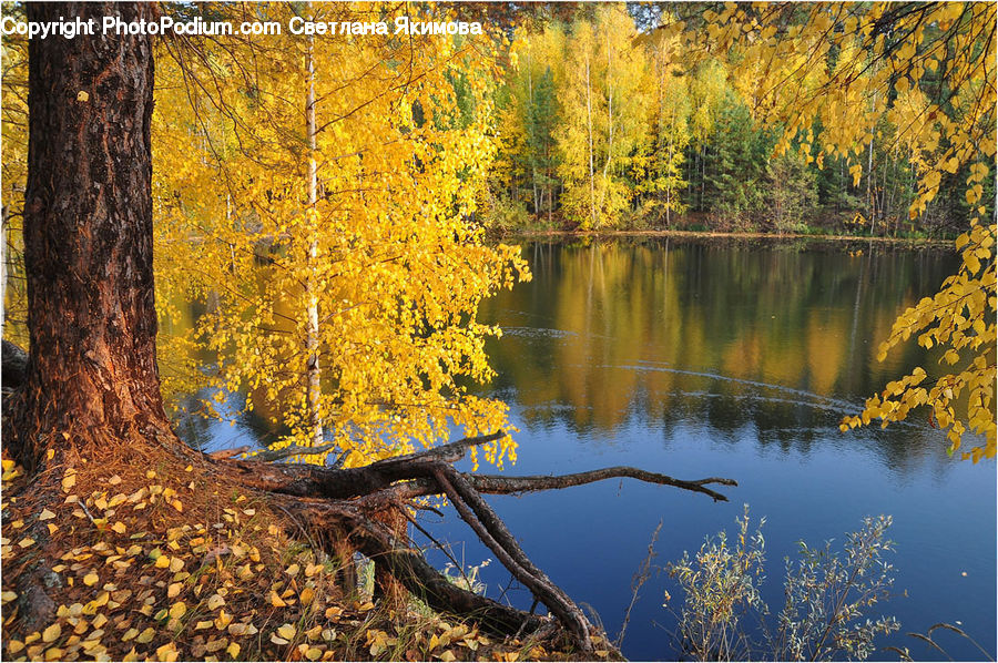 Conifer, Fir, Plant, Tree, Land, Marsh, Pond