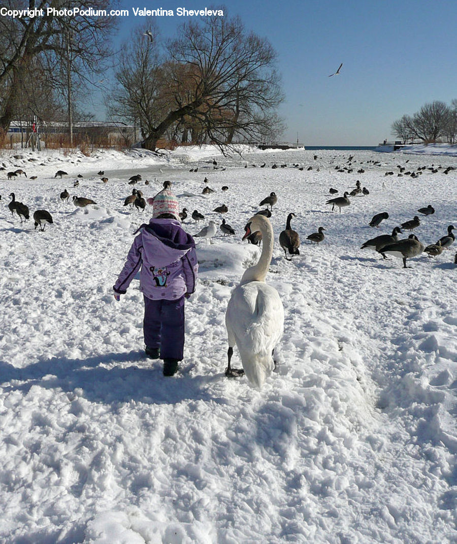 Human, People, Person, Ice, Outdoors, Snow, Bird
