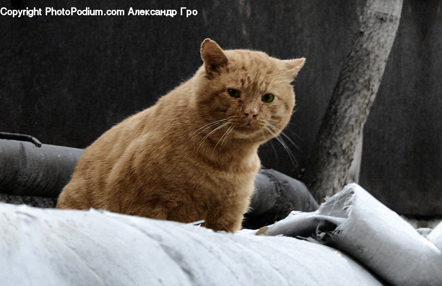 Abyssinian, Animal, Cat, Mammal, Pet