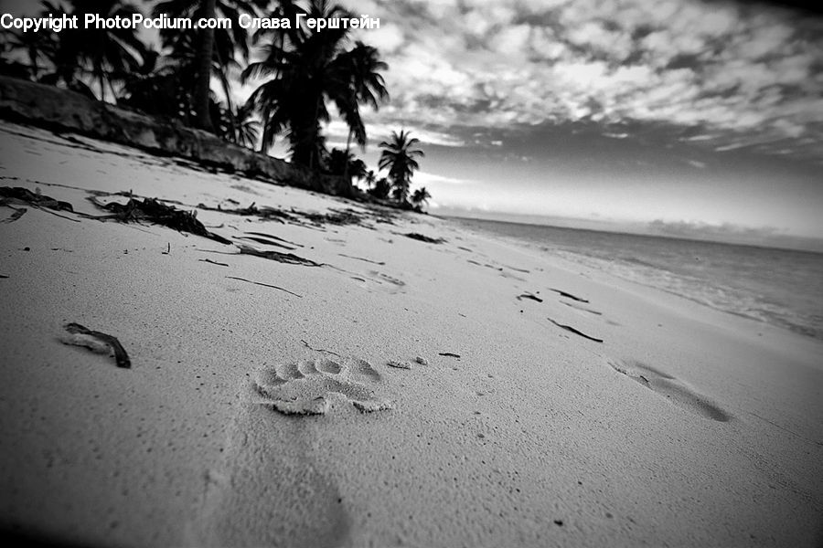 Footprint, Outdoors, Sand, Soil, Palm Tree, Plant, Tree