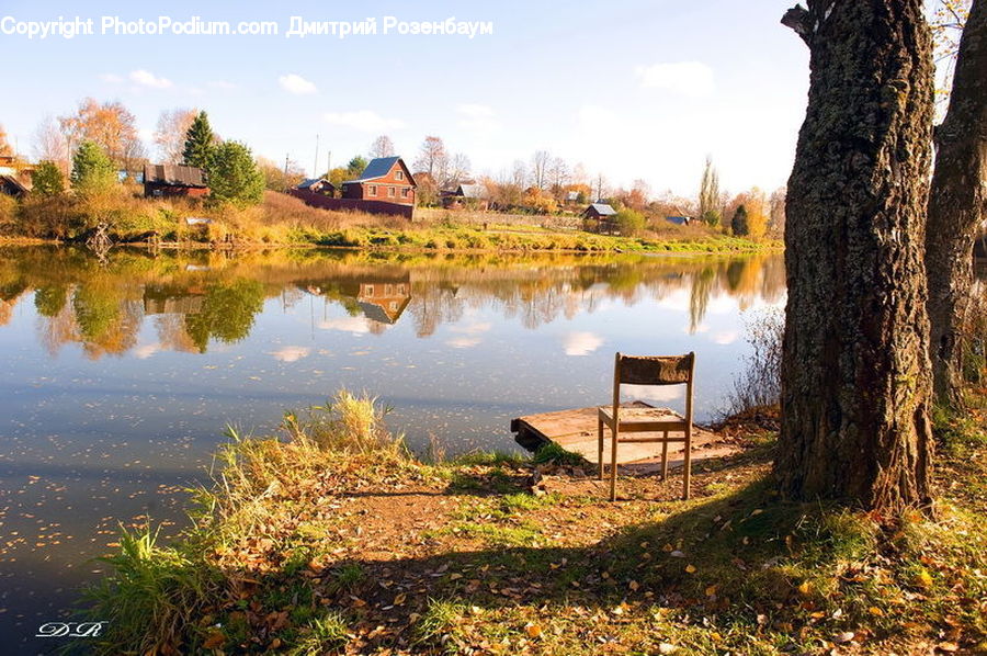 Plant, Potted Plant, Chair, Furniture, Moss, Weed, Vegetation