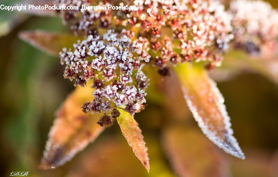Frost, Ice, Outdoors, Snow, Flora, Pollen, Plant