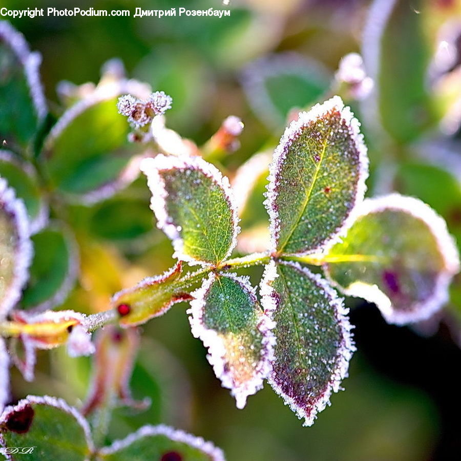 Frost, Ice, Outdoors, Snow, Plant, Blossom, Flora