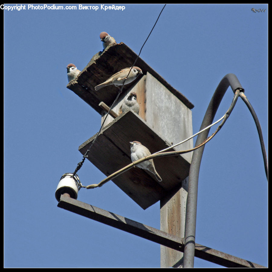 Bird, Sparrow, Architecture, Bell Tower, Clock Tower, Tower, Finch