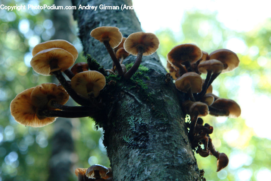 Agaric, Amanita, Fungus, Mushroom, Plant, Blossom, Flora