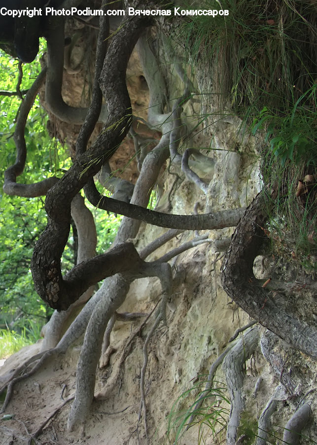 Root, Plant, Tree, Forest, Vegetation, Blossom, Flora