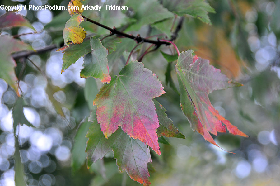 Maple, Maple Leaf, Plant, Tree, Wood, Flora, Flower