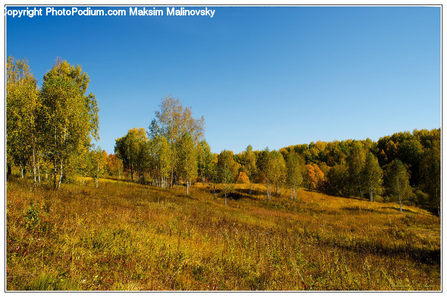 Field, Grass, Grassland, Land, Outdoors, Dirt Road, Gravel