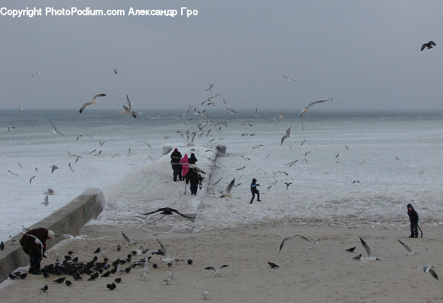 Beach, Coast, Outdoors, Sea, Water, Landscape, Nature