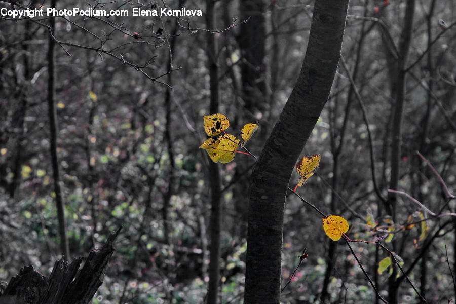 Blossom, Flora, Flower, Plant, Butterfly, Insect, Invertebrate