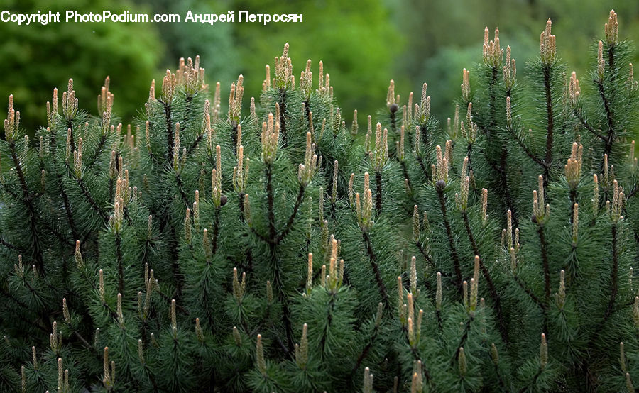 Conifer, Fir, Plant, Tree, Spruce, Wood, Abies