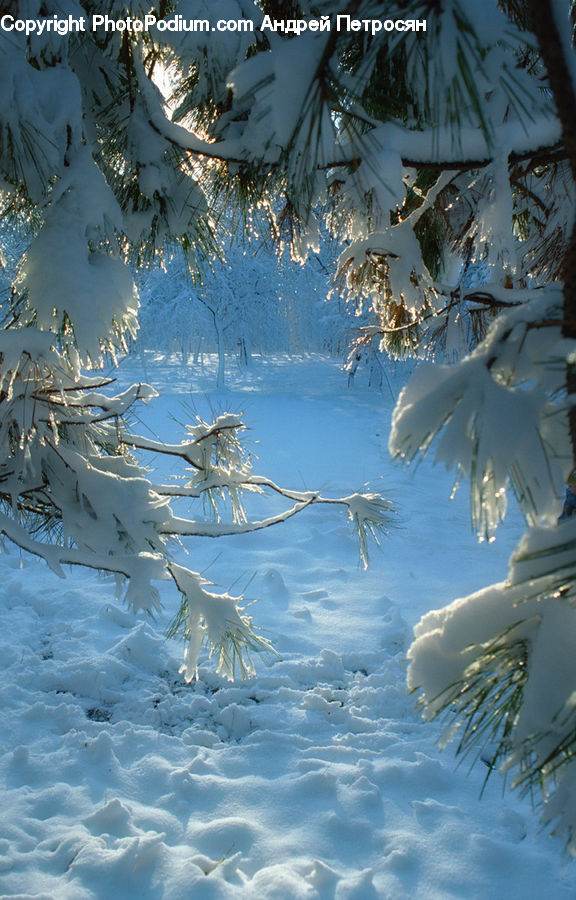 Ice, Outdoors, Snow, Conifer, Fir, Plant, Tree