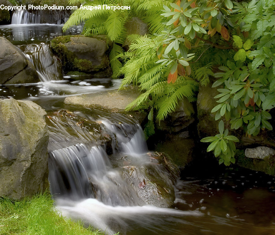 Creek, Outdoors, River, Water, Waterfall, Fern, Plant