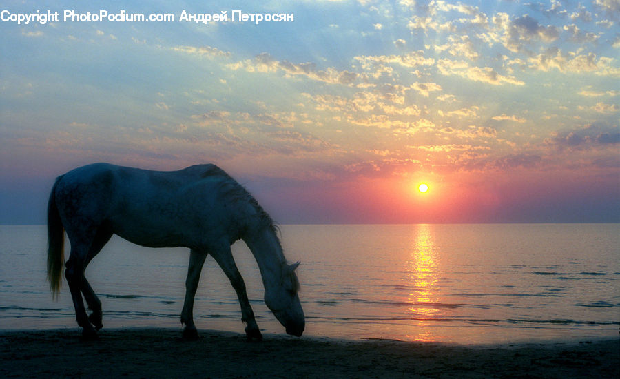 Animal, Colt Horse, Foal, Horse, Mammal, Beach, Coast
