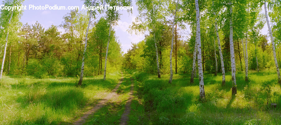 Birch, Tree, Wood, Forest, Vegetation, Dirt Road, Gravel