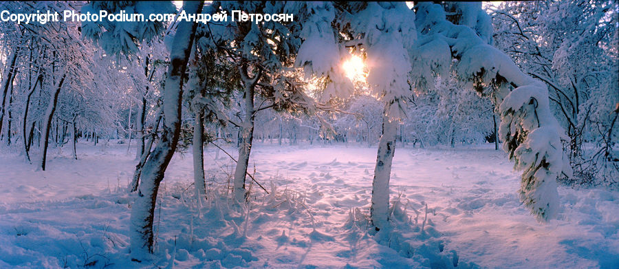 Ice, Outdoors, Snow, Arctic, Winter, Birch, Tree