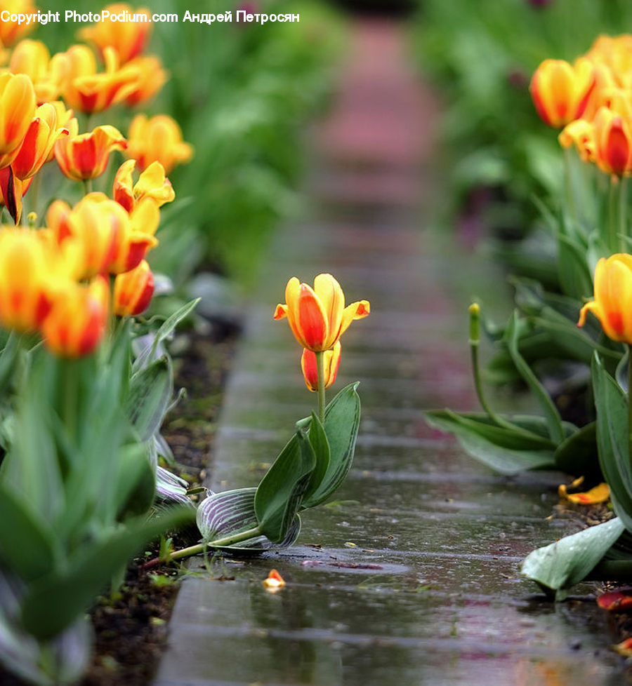 Blossom, Flora, Flower, Plant, Tulip, Lily, Pond Lily