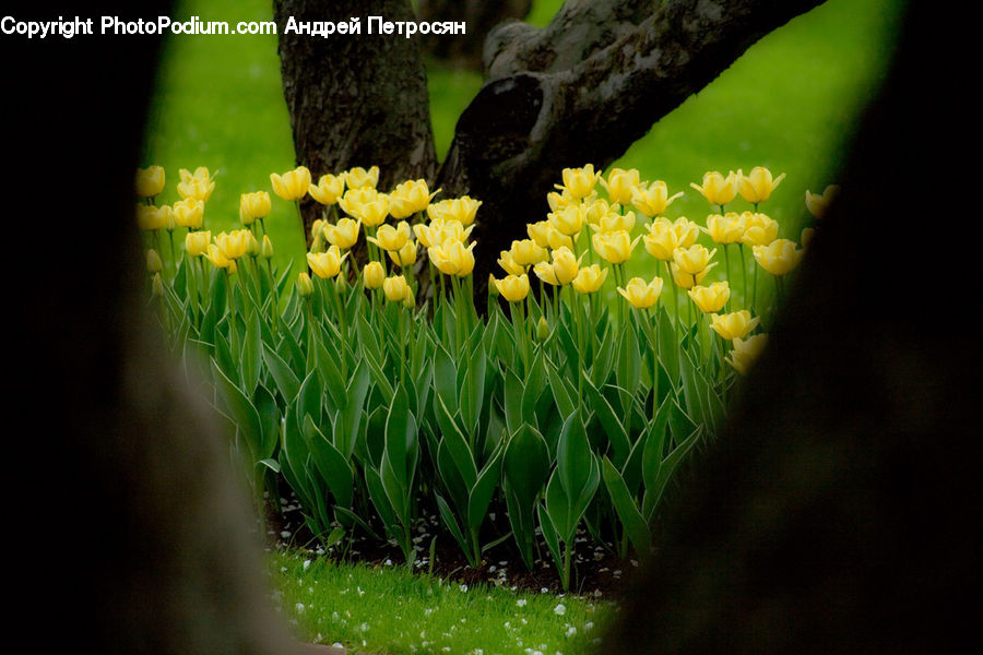 Blossom, Flora, Flower, Plant, Tulip, Daffodil, Field