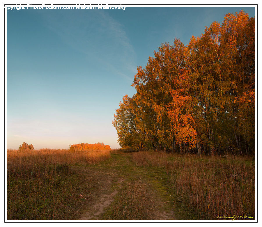 Field, Grass, Grassland, Land, Outdoors, Dirt Road, Gravel