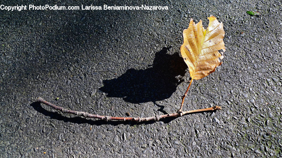Asphalt, Tarmac, Maple, Maple Leaf, Plant, Soil, Leaf