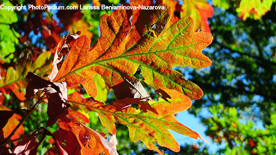 Veins, Ivy, Plant, Vine, Algae, Maple, Tree